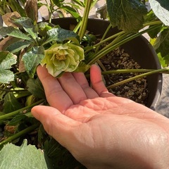 クリスマスローズ 鉢植え ガーデニング 植物 プランター
の画像