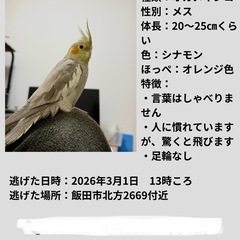 オカメインコ探しています！