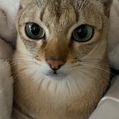 シンガプーラ(10歳、オス)の里親募集