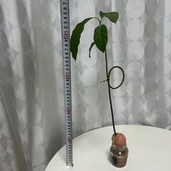 植物　アボカド　　水耕栽培の画像