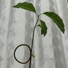 植物　アボカド　　水耕栽培の画像
