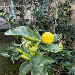 レモンの木の画像