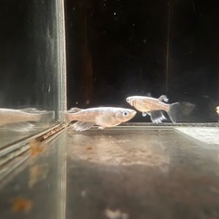 なもなきぴろぴろメダカ マリアージュロングフィンの交配種めだかの画像