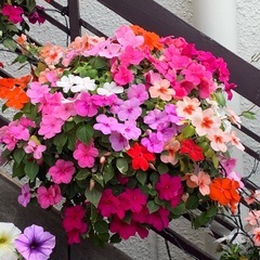 ガーデニング植木鉢の画像