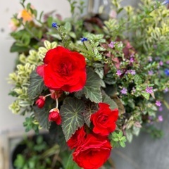 ガーデニング植木鉢の画像