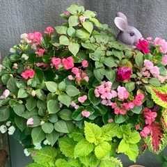 ガーデニング植木鉢の画像