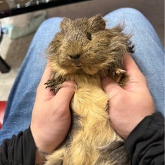 モルモット２匹 - その他