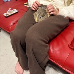 モルモット２匹 - 北九州市