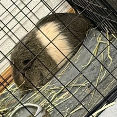 モルモット２匹