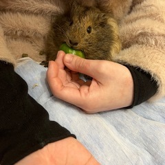 モルモット２匹 − 福岡県