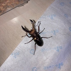 メタルフェルホソアカクワガタ　♂♀ペアの画像