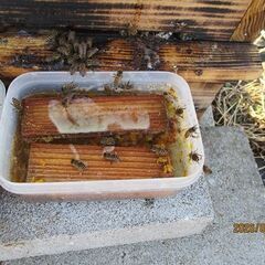 日本蜜蜂巣箱・5段式【スリム型・女性用・初心者用】【置くだけ】・無料特典ありの画像