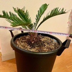 ソテツ　観葉植物　園芸の画像