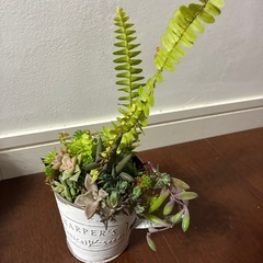 ホワイトアンティーク缶多肉シダ寄せ植え　　　　　　の画像