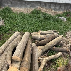 クヌギ、イヌシデ原木出ましたの画像