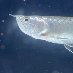 アロワナの画像