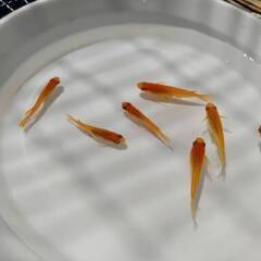 楊貴妃①　成魚　１０匹　めだか　お渡し日 3/21（日）の画像