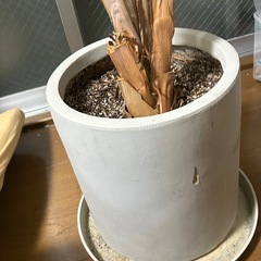 植木鉢の画像