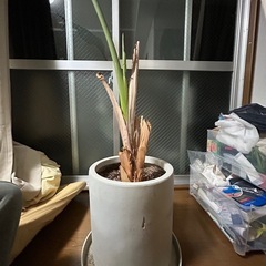 植木鉢の画像