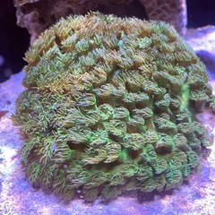 スリバチサンゴ メタリックグリーン 直径約15cmの画像