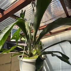 ビカクシダの画像