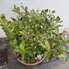 ガジュマルの画像