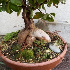 ガジュマルの画像