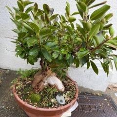 ガジュマルの画像