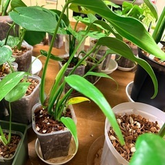 モンステラ バールマルクスフレームの画像