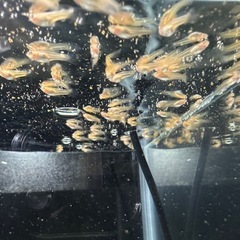 グッピー RREAモスコーピンク 10匹の画像