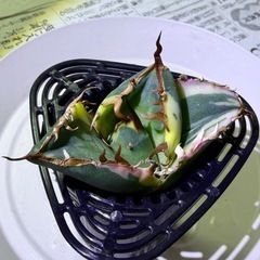 🌟No.30🌟 【白鯨錦】①もぎたて天芽小株 pic3,4,5の画像