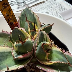 🌟No.30🌟 【白鯨錦】①もぎたて天芽小株 pic3,4,5の画像