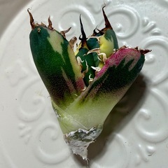 🔵SOLD🔵 【白鯨錦】②もぎたて天芽小株 pic3,4,5の画像