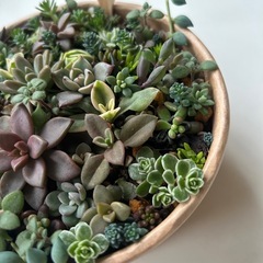 多肉植物　　寄せ植え　多肉丼の画像