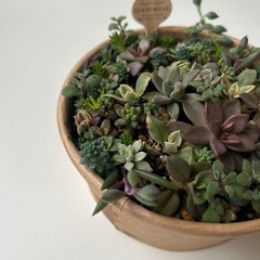 多肉植物　　寄せ植え　多肉丼の画像