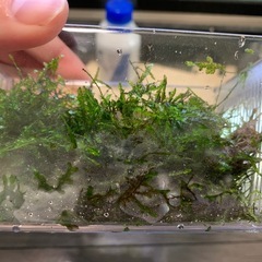 ウィローモスの画像