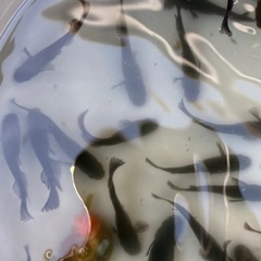 アルティマニア　メダカ　めだかの画像