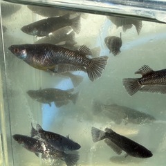 アルティマニア　メダカ　めだかの画像