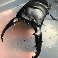 ★美形★パラワンオオヒラタクワガタ♂単104.4mm@パラワン、NO.P-210の画像