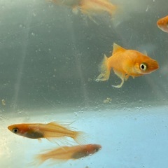 東天紅フレアー　メダカ　めだかの画像