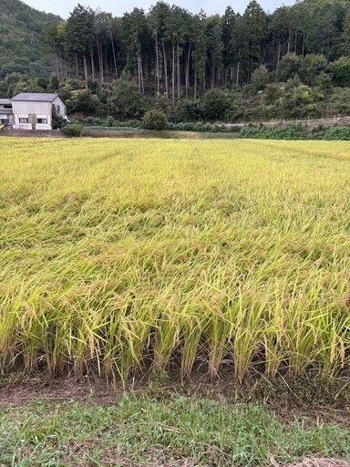 令和7年度産キヌヒカリ　　30kg
