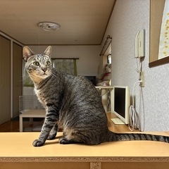 キジトラ2歳男の子