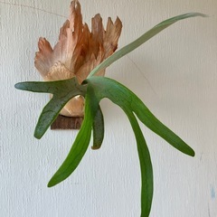 ビカクシダ　の画像