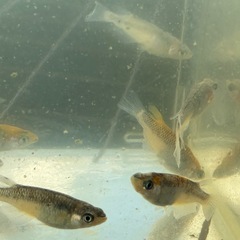 蒼鱗乱月　メダカ　めだかの画像