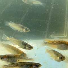 蒼鱗乱月　メダカ　めだかの画像