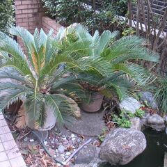 蘇鉄再掲の画像