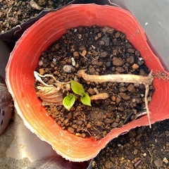 ホトトギスの画像