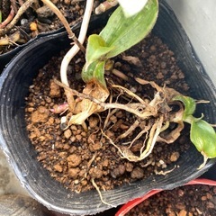 ホトトギスの画像