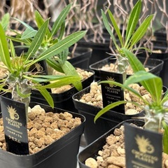 【早くも残り１つ】【春のポカポカセール】パキポディウム【超目玉商品】の画像