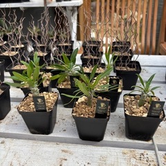 【早くも残り１つ】【春のポカポカセール】パキポディウム【超目玉商品】の画像